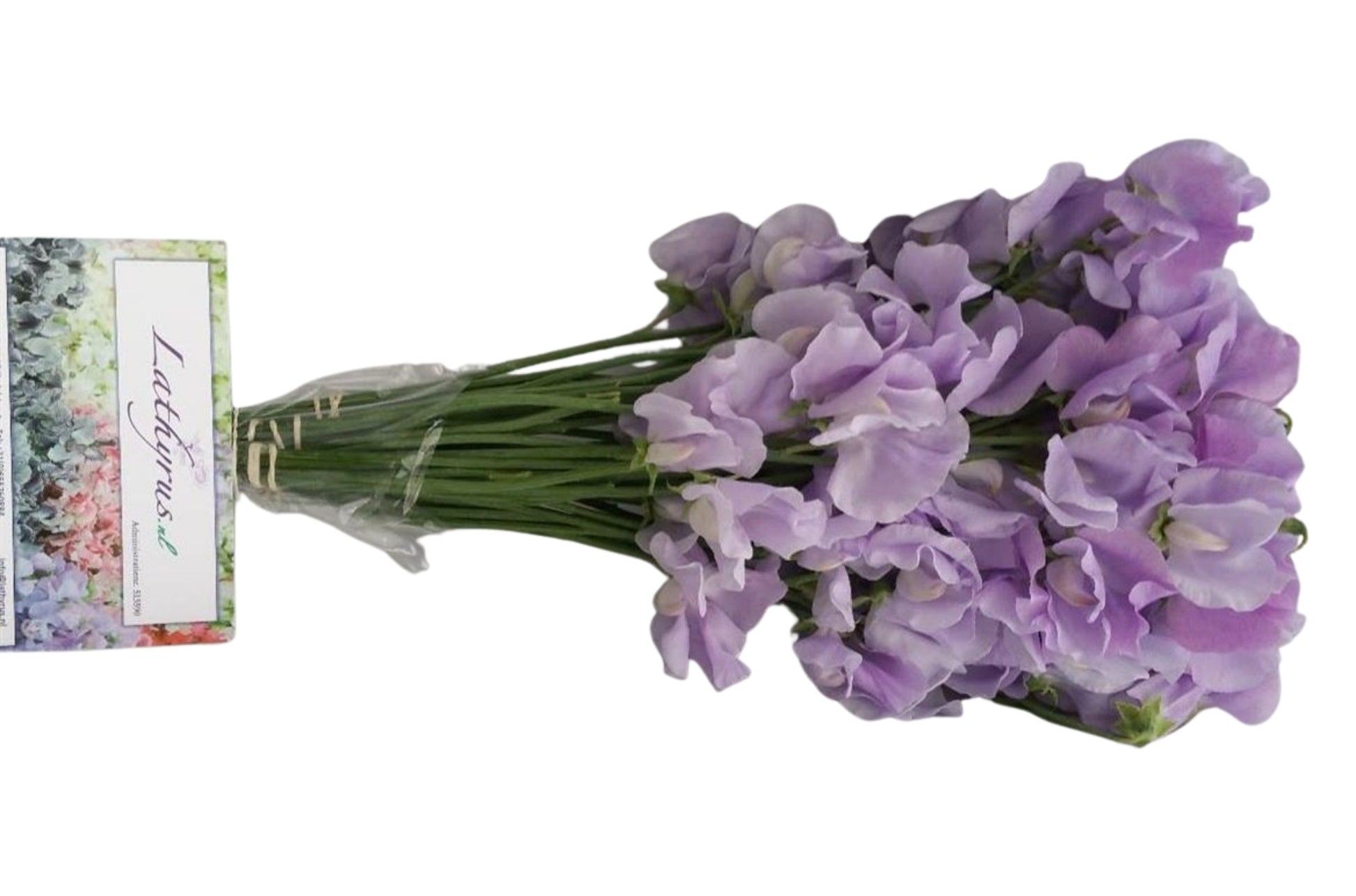Sweet Pea - Lathyrus - Winter Sunshine Lavender