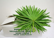 Sabal Palmetto