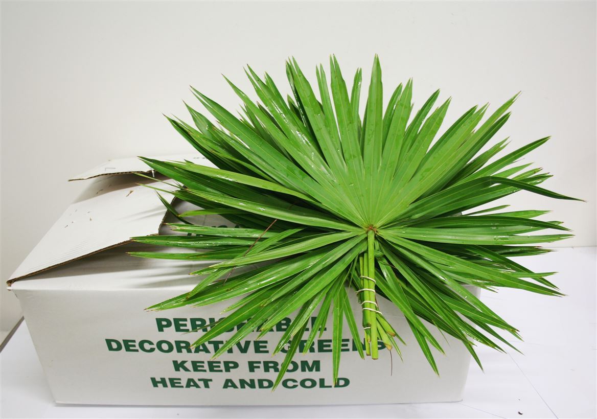 Sabal Palmetto