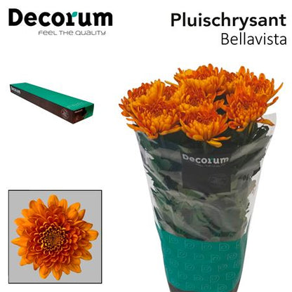 Disbudded Chrysanthemum - Chrysanthemum (Indicum Grp) - Seibellavi