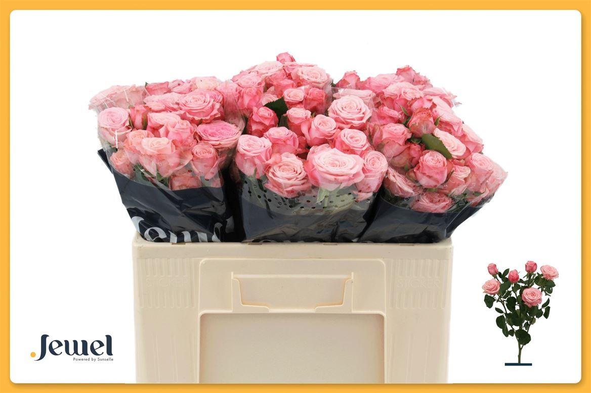 FeedSync:wholesale:d84c8fdc566c23561ad9875e73d7bda47e92eefe
