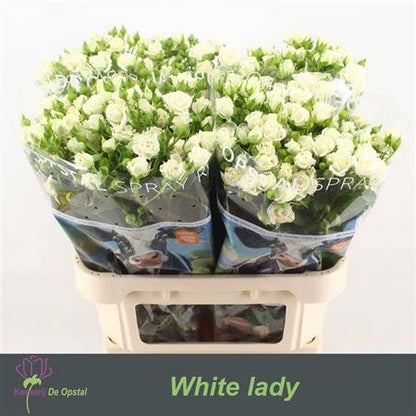 Spray Rose - Rosa - White Lady