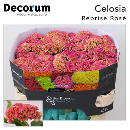 Celosia - Reprise Rose