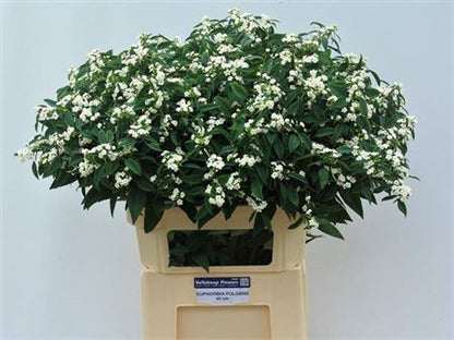 Euphorbia Quicksilver