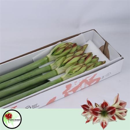 FeedSync:wholesale:2fa3dafe2a9fd40159eabcc1f696f21ba7180d6c