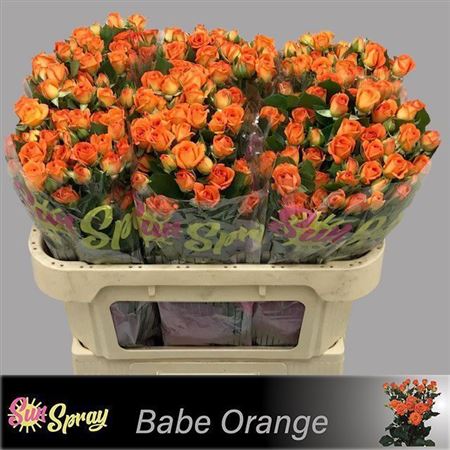 FeedSync:wholesale:feb5b35acbca40b36554ae01ac2b8351c5d6eda3
