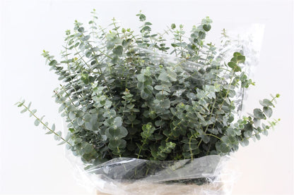 FeedSync:wholesale:ece2520821b86537aa10b1a0ce1f9eac09b0c114