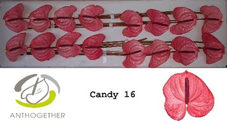 Pink Anthurium Cut Flowers – 35cm Stems