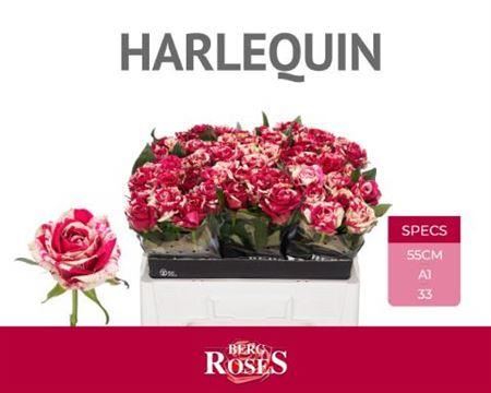 Rose - Rosa - Harlequin