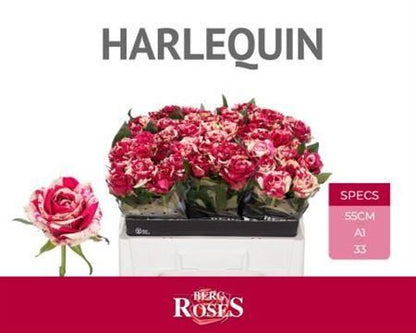 Rose - Rosa - Harlequin