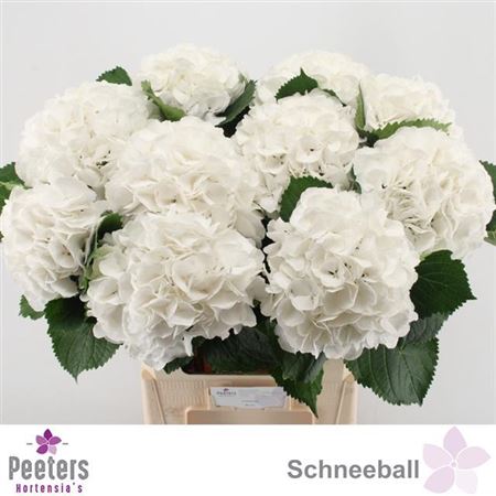 Hydrangea Schneeball (20 Stems)