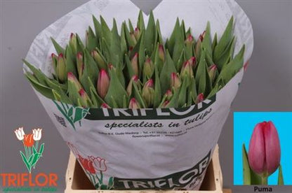 Tulip - Tulipa - Puma