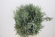 Eucalyptus - Eucalyptus - Nicholii