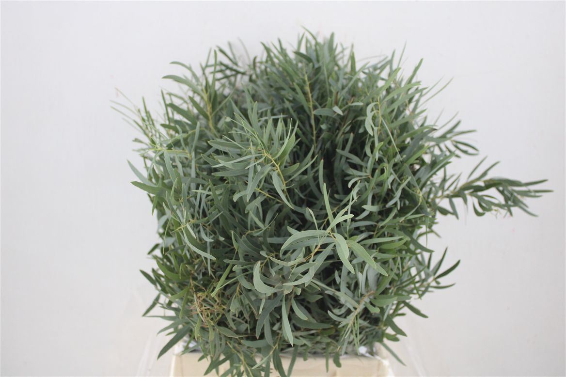 Eucalyptus - Eucalyptus - Nicholii