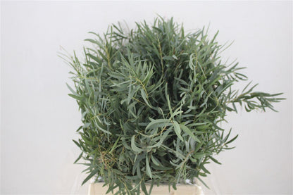 Eucalyptus - Eucalyptus - Nicholii