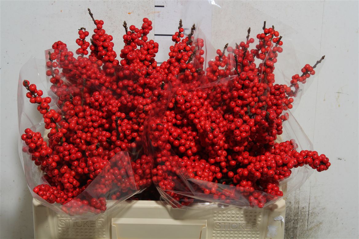 FeedSync:wholesale:016305def1498b064d2631d06676e7d1a65a3e6b