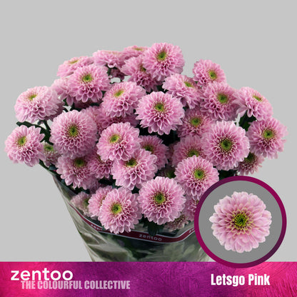 Spray Chrysanthemum - Letsgo Pink