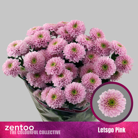 Spray Chrysanthemum - Letsgo Pink