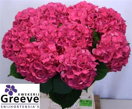 Hydrangea Glowing Alps Dark Pink (10 Stems)