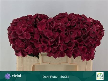 Hydrangea Classic Magical Ruby Red Dark