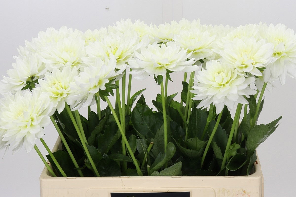 Dahlia Karma Maarten Zwaan (10 Stems)