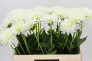 Dahlia Karma Maarten Zwaan (10 Stems)
