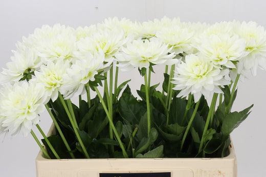 Dahlia Karma Maarten Zwaan (10 Stems)