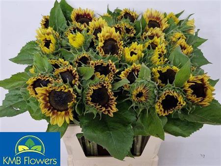 Helianthus Annuus Marley