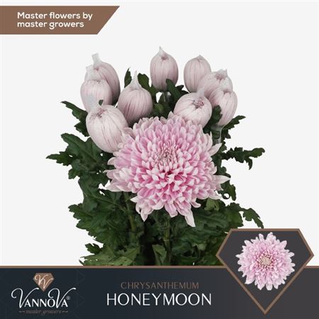Disbudded Chrysanthemum - Chrysanthemum - Honeymoon