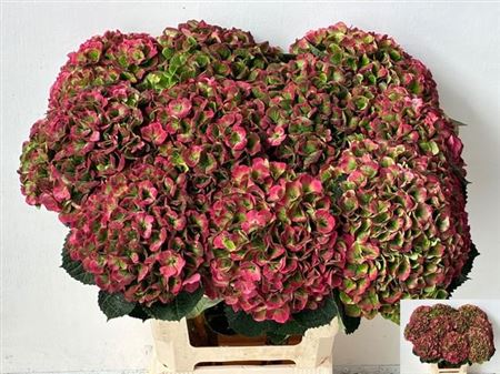 Hydrangea - Hokomathyst