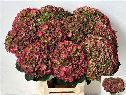 Hydrangea - Hokomathyst