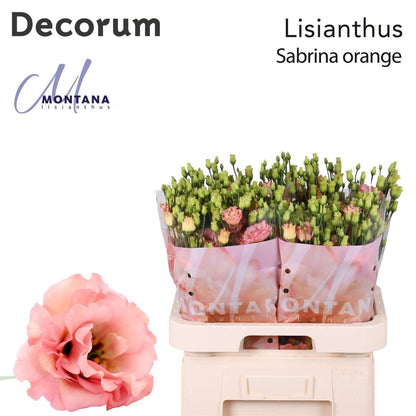 Eustoma Sabrina Orange