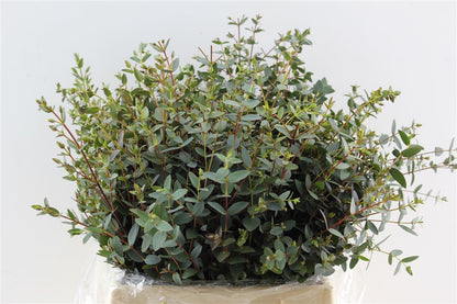 FeedSync:wholesale:03f2d8129ecffd6f2a84d41222e6170af1f5cbea
