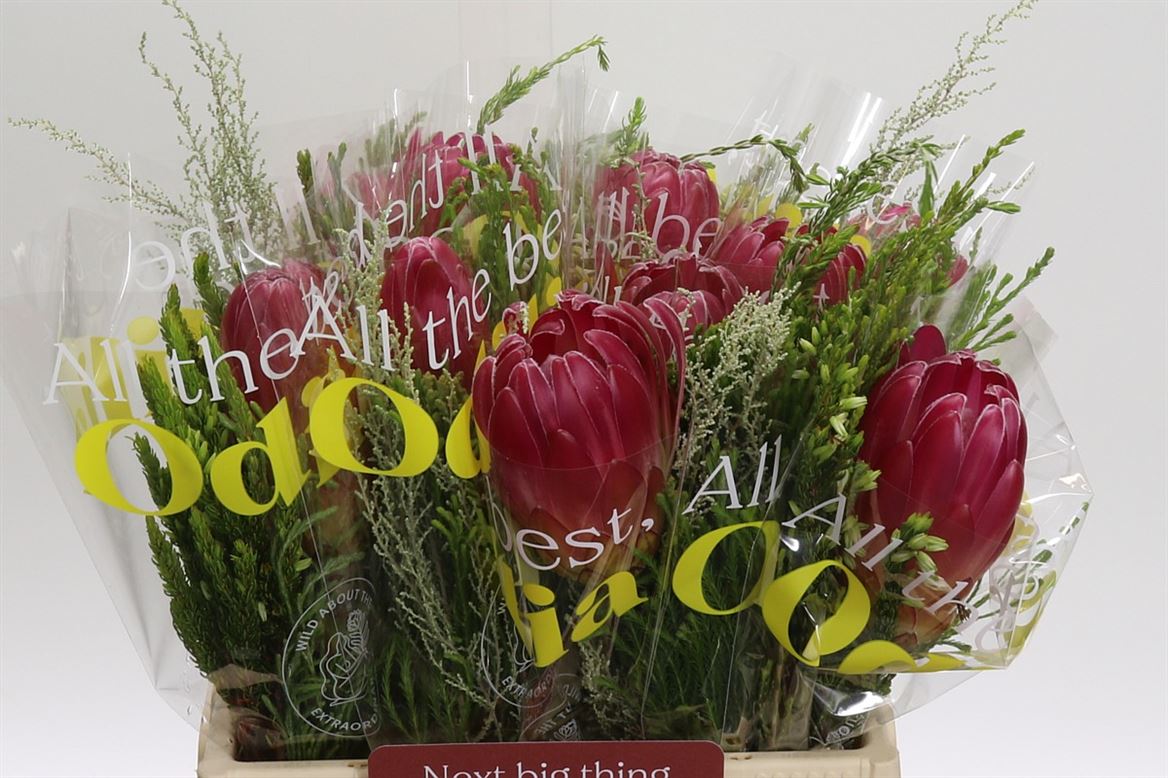 FeedSync:wholesale:069d09dfba24a45fae27f936403be1f2f6d1b873