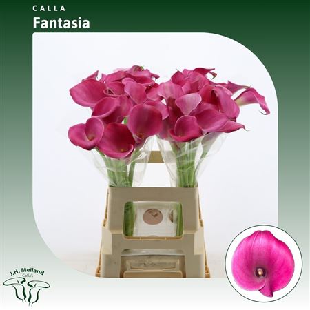 FeedSync:wholesale:c19b33b90701bee02239352f8a0ed6637929c70c