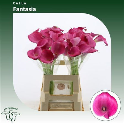 FeedSync:wholesale:c19b33b90701bee02239352f8a0ed6637929c70c