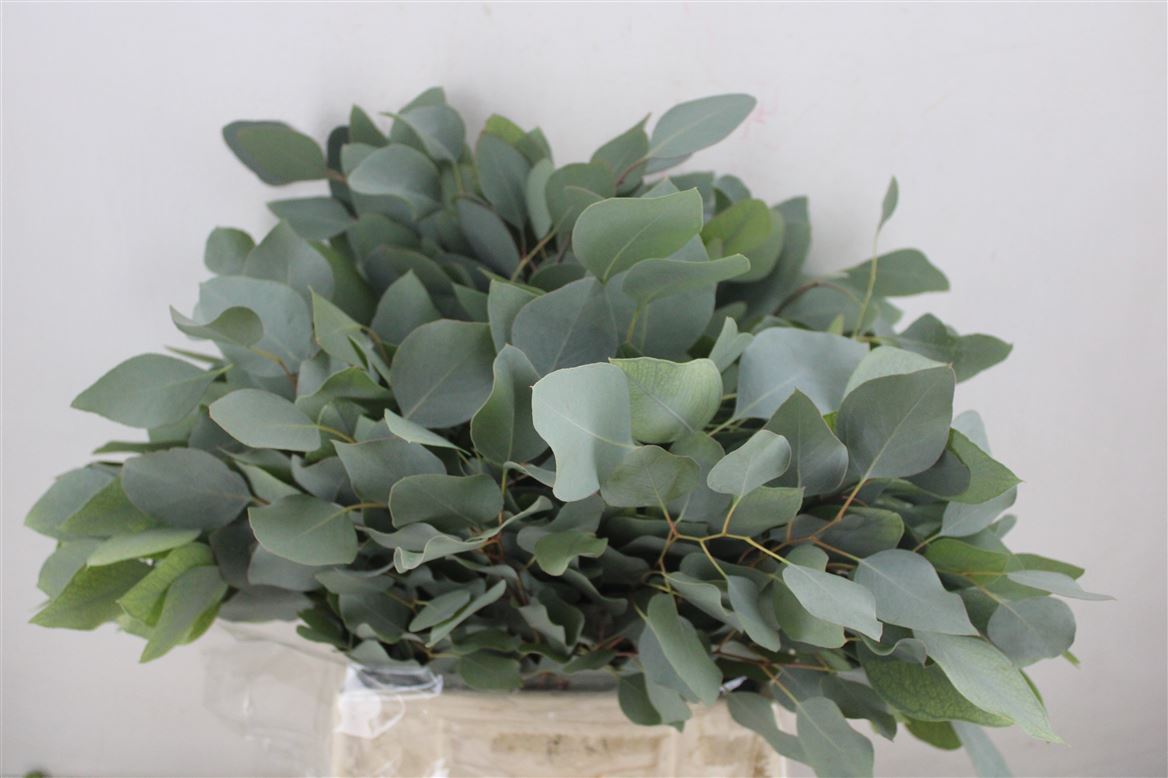 FeedSync:wholesale:6dc420df9919e7c7facec9ddde1d4f555e8db13a
