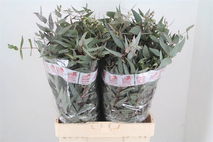 FeedSync:wholesale:7fb135a01828ec24ce9988987e4c3a52883266fc