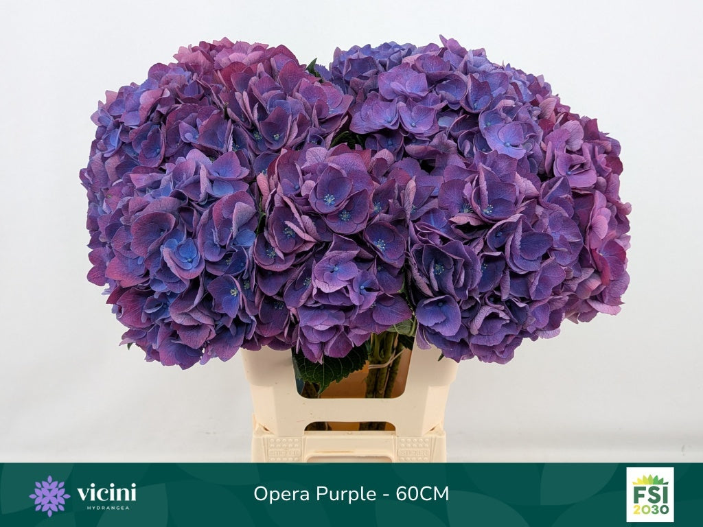 Hydrangea Royal Opera (10 Stems)