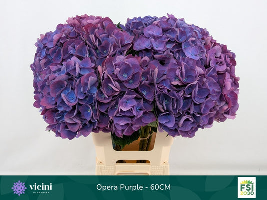 Hydrangea Royal Opera (10 Stems)