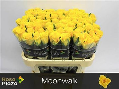 Rose - Rosa - Moonwalk