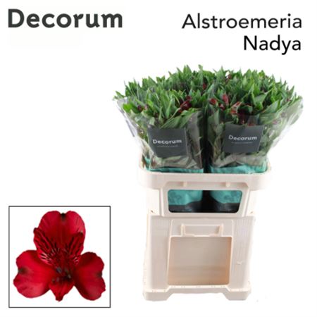 Red Alstroemeria ‘Nadya’ Cut Flowers – 75cm Stems
