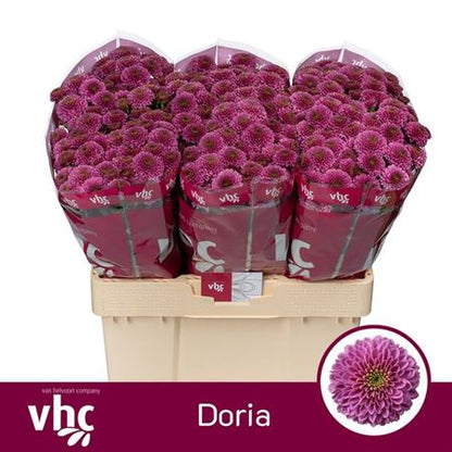 Chrysanthemum Santini Doria (25 Stems)