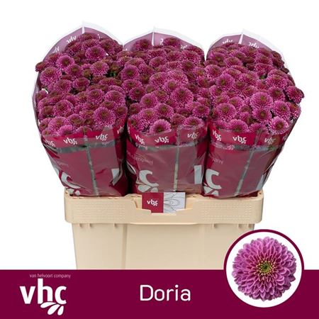 Chrysanthemum Santini Doria (25 Stems)