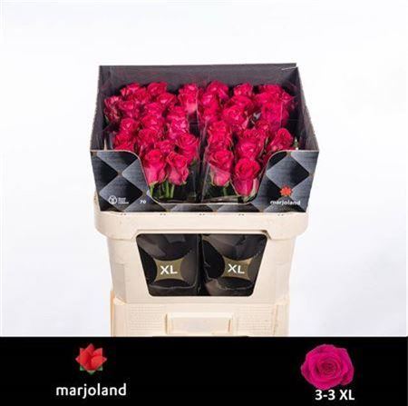 Rose - Rosa - Xoch