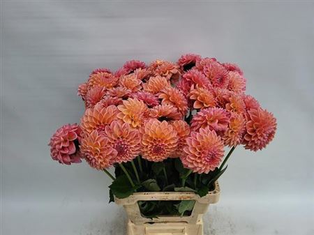 FeedSync:wholesale:7579b3f95906fdfac4e6c99b1e691e82656a52c3