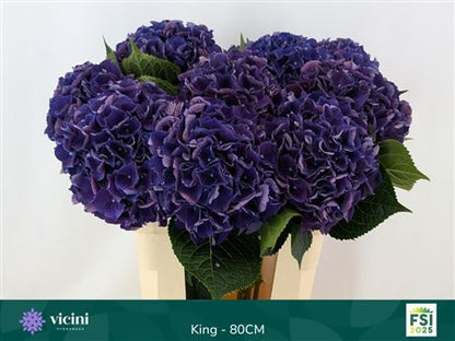 Hydrangea Royal King (10 Stems)