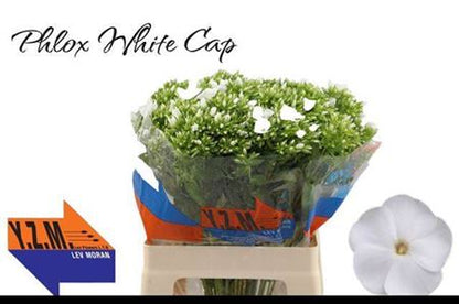 Phlox Whitecap (20 Stems)
