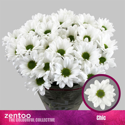 Spray Chrysanthemum - Chrysanthemum - Chic