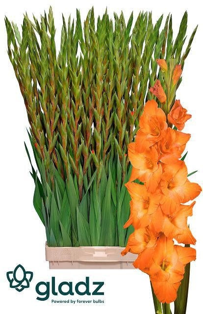 Gladiolus Live Oak